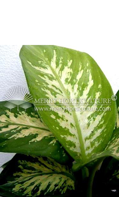 Dieffenbachia amonea 'Tropic Snow'